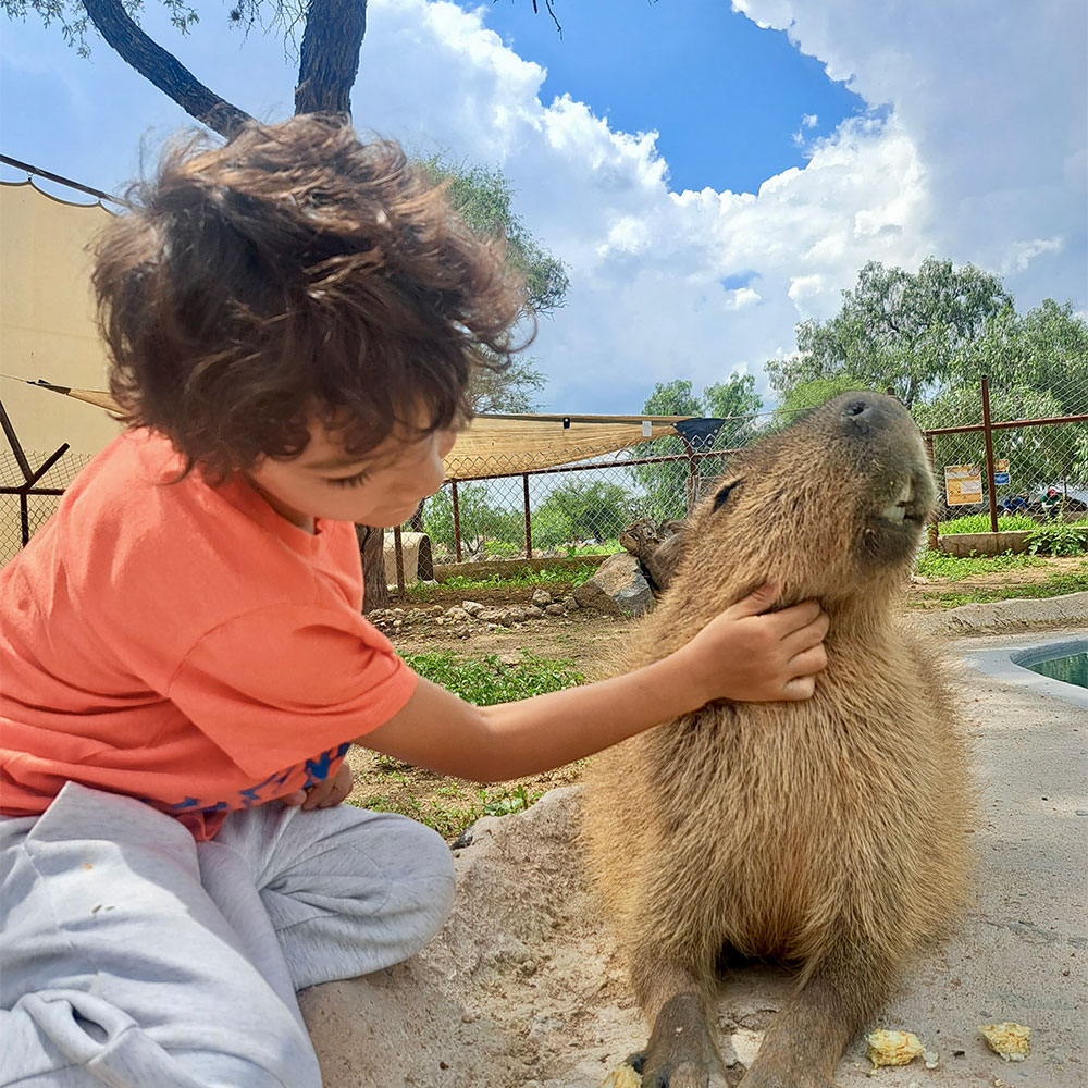 🦁🌈✨ VIVE SANTUAAI KIDS ✨🌈🦒 - Image 3
