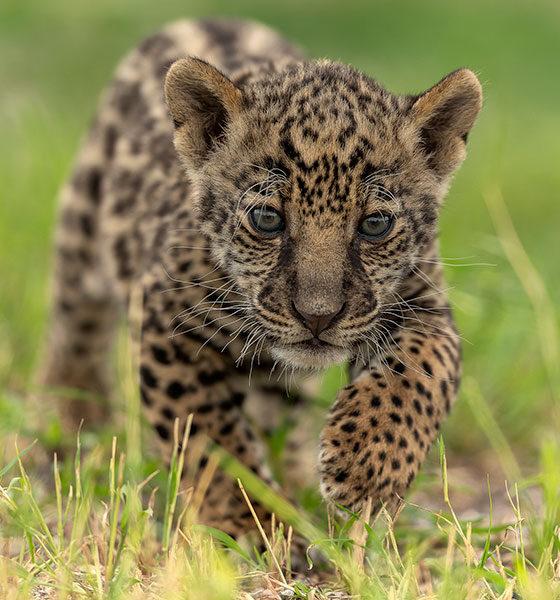 jaguar_santuaai
